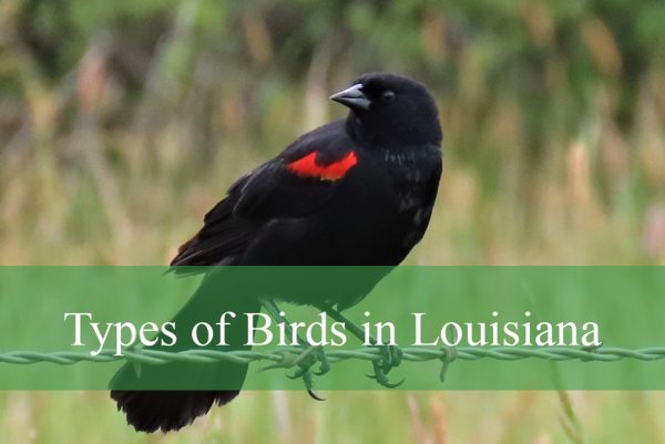 Types of Birds in Louisiana