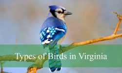 20 Types of Birds in Virginia (With Pictures and Identification)