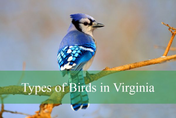 Types of Birds in Virginia