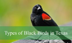 24 Types of Black Birds in Texas (With Pictures and Identification)