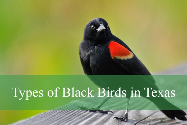Types of Black Birds in Texas