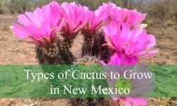 20 Types of Cactus to Grow in New Mexico (With Pictures)