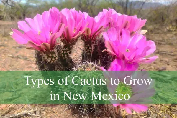 Types of Cactus to Grow in New Mexico