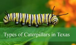 56 Types of Caterpillars in Texas (Pictures and Identification)