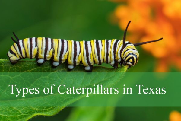 Types of Caterpillars in Texas