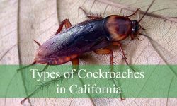 20 Types of Cockroaches in California (With Pictures)