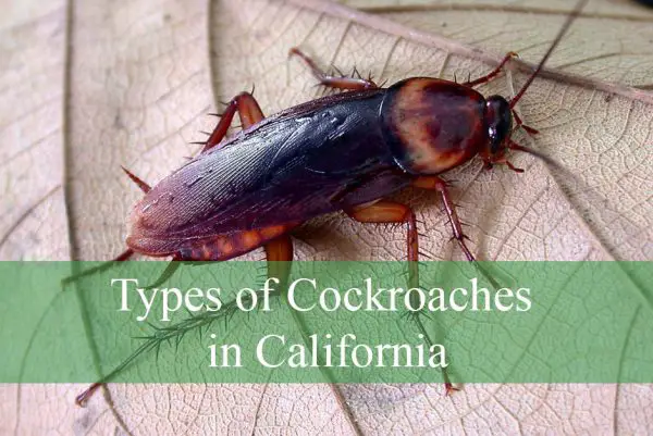 Types of Cockroaches in California