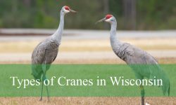 2 Types of Cranes in Wisconsin (With Pictures and Identification)