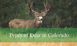 5 Types of Deer in Colorado (With Pictures and Identification)