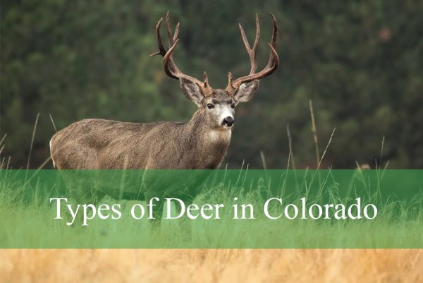 Types of Deer in Colorado