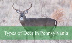 4 Types of Deer in Pennsylvania (With Pictures and Identification)