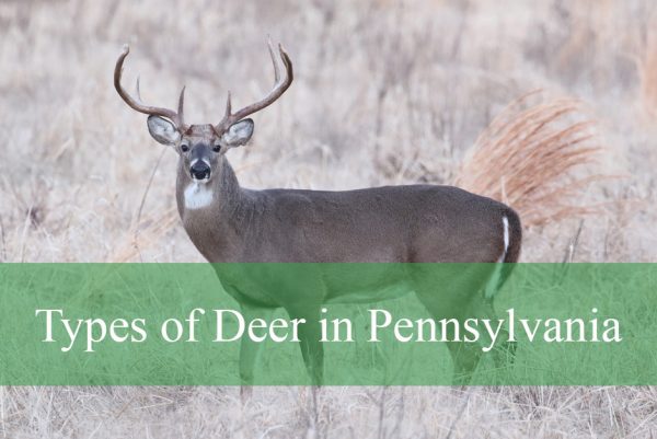Types of Deer in Pennsylvania