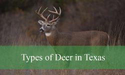 5 Types of Deer in Texas (With Pictures and Identification)
