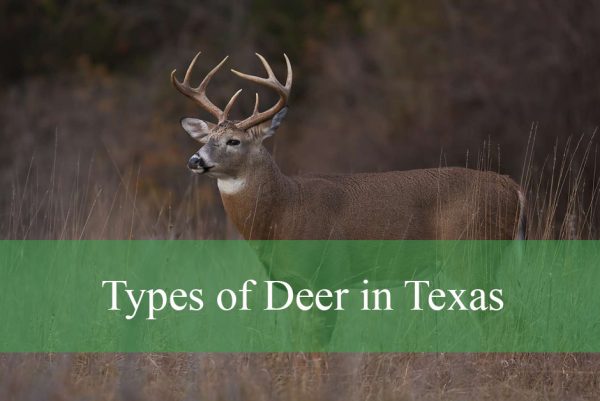 Types of Deer in Texas