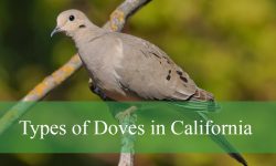 15 Types of Doves in California (With Pictures and Identification)