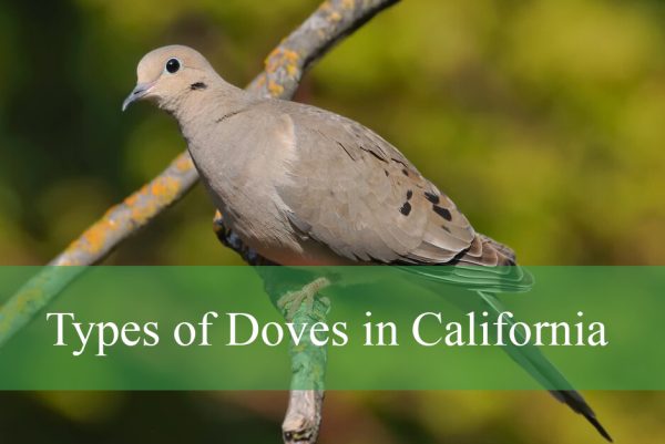 Types of Doves Found in California
