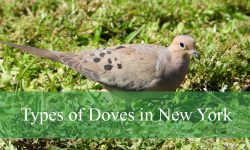 4 Types of Doves in New York (Pictures and Identification)