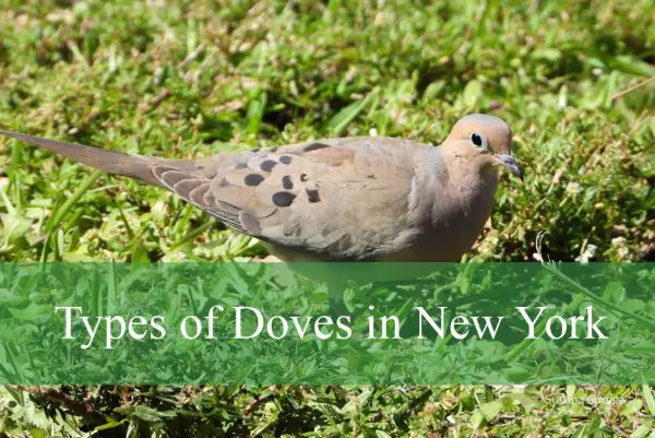 Types of Doves in New York