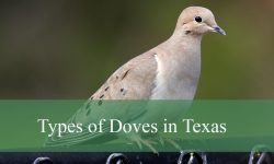 16 Types of Doves in Texas (With Pictures and Identification)