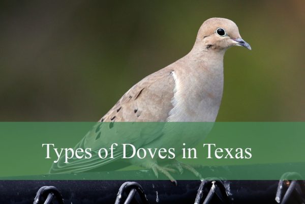 Types of Doves in Texas