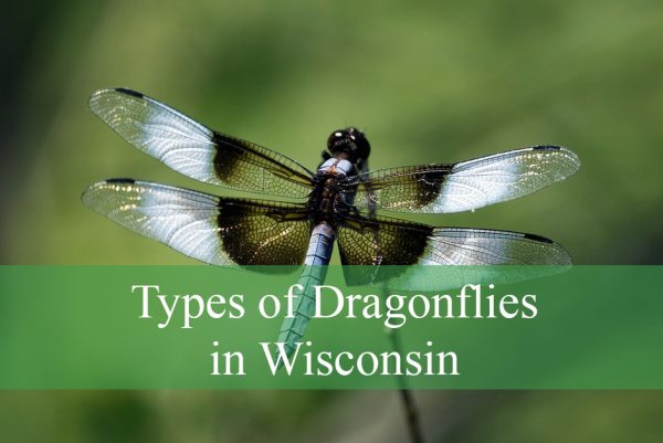 Types of Dragonflies in Wisconsin