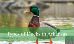 33 Types of Ducks in Arkansas (With Pictures and Identification)