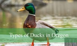 31 Types of Ducks in Oregon (Pictures and Identification)