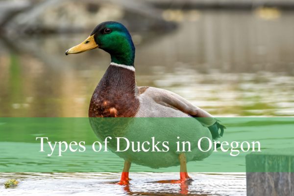 Types of Ducks in Oregon