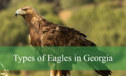 2 Types of Eagles in Georgia (Pictures and Identification)