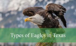 3 Types of Eagles in Texas (With Pictures and Identification)
