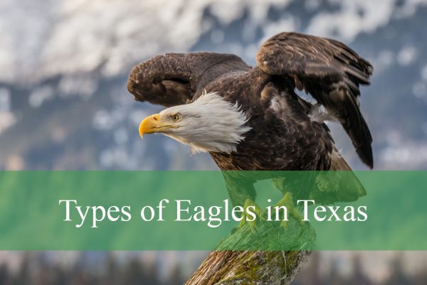 Types of Eagles in Texas