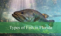 75 Types of Fish in Florida (With Pictures and Identification)