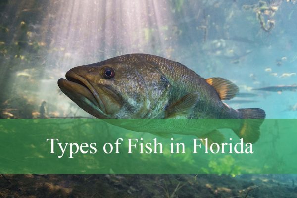 Types of Fish in Florida