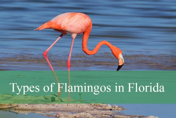 Types of Flamingos in Florida