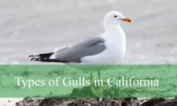 21 Types of Gulls in California (With Pictures and Identification)