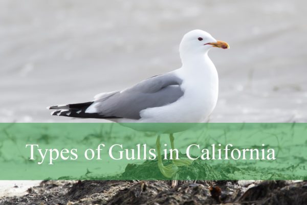 Types of Gulls in California