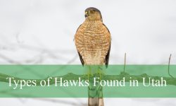 12 Types of Hawks in Utah (With Pictures and Identification)