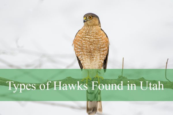 Types of Hawks Found in Utah