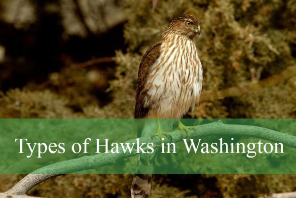 Types of Hawks in Washington