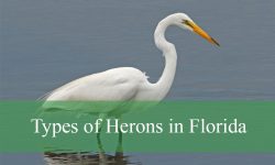 12 Types of Herons in Florida (Pictures and Identification)