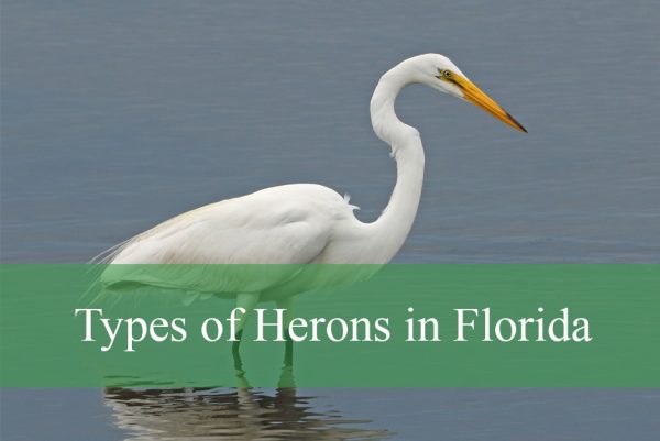 Types of Herons in Florida