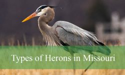 12 Types of Herons in Missouri (Pictures and Identification)