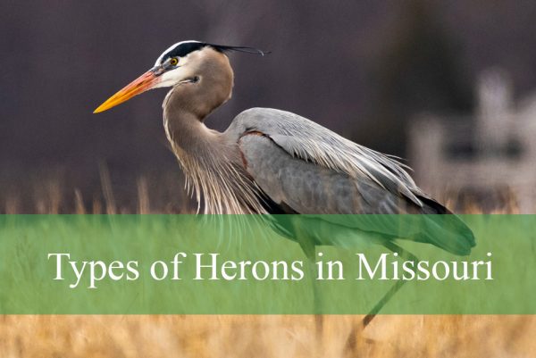 Types of Herons in Missouri
