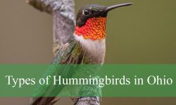 8 Types of Hummingbirds in Ohio (Pictures and Identification)