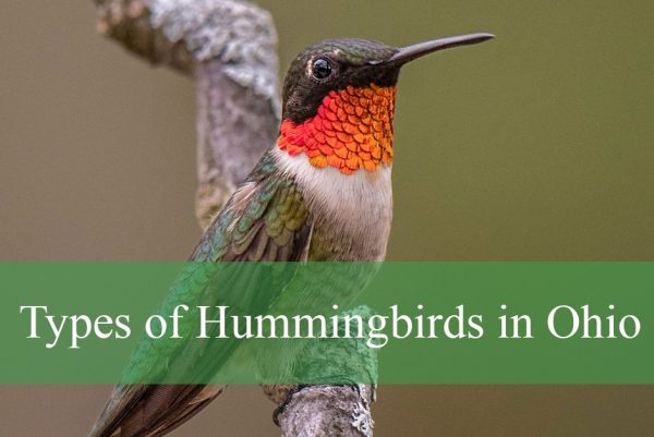 Types of Hummingbirds in Ohio