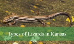 8 Common Lizards in Kansas (With Pictures and Identification)