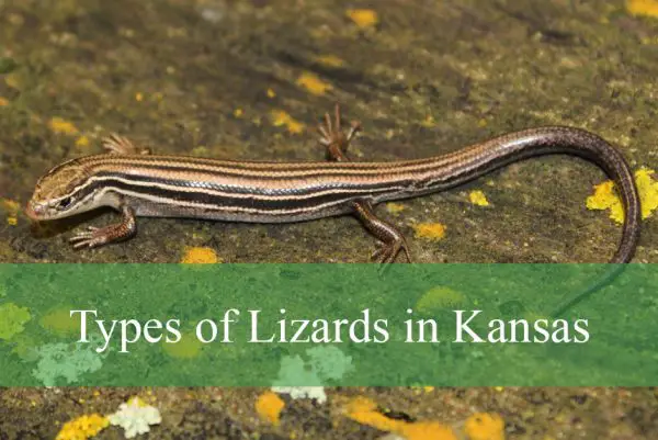 Types of Lizards in Kansas