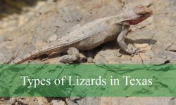 60 Types of Lizards in Texas (With Pictures and Identification)