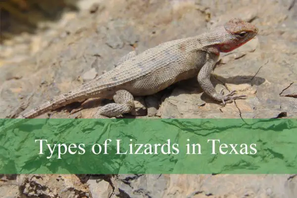 Types of Lizards in Texas