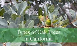 12 Types of Oak Trees in California (Pictures and Identification)